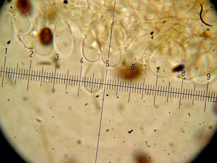 Psathyrella sp (cfr. Psathyrella tephrophylla)